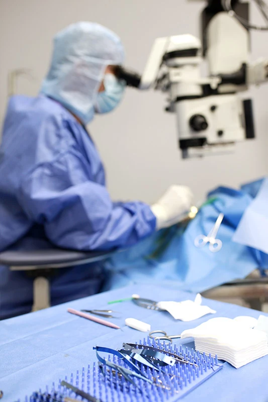 Chirurgien vétérinaire réalisant une ouverture de la cavité abdominale