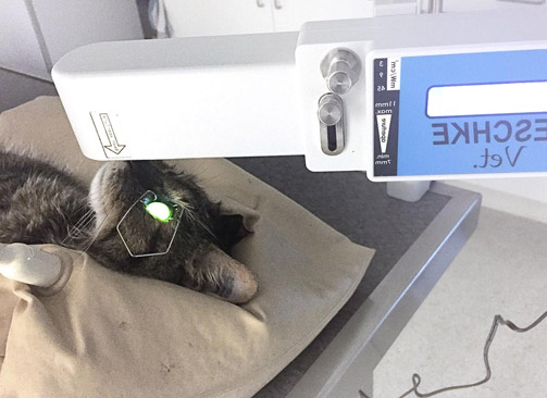 Réticulation du collagène de l'oeil d'un chat