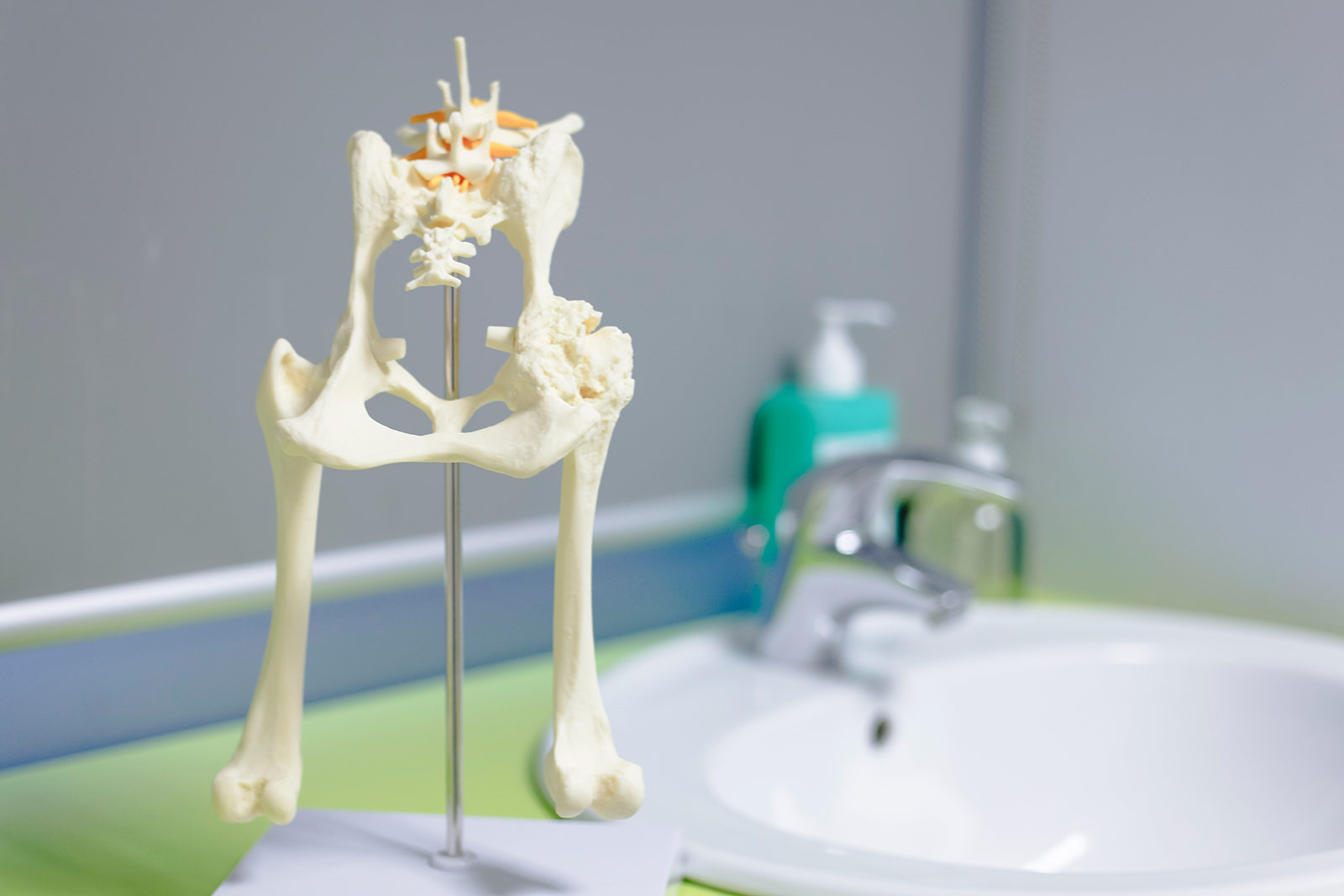 Radiographie vétérinaire d'un squelette de chien