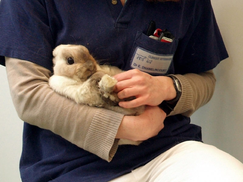 Vétérinaire de la clinique IO Vet portant un lapin dans ses bras