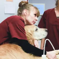 Fanny Lesur, assistante vétérinaire à Lille