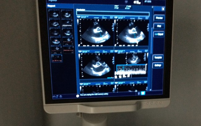 echographie veterinaire chien chat