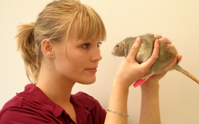 veterinaire nac rat